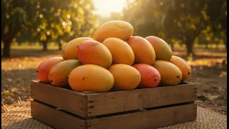 Mango Festivals: the evidence, the opportunity and the limits
