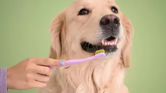 Indian Pet Owners Are Keeping Monsoon Grooming Simple With Regular Paw And Coat Checks