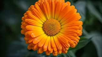 UGA Study Finds Protein Power In Marigold Flowers