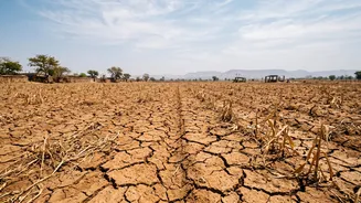 Possible Drier September: What Less Rain Could Mean For India's Farmers And Food Prices