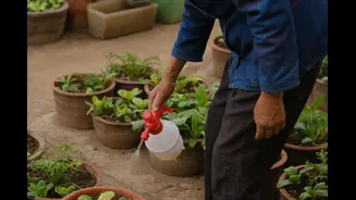 How to Create a Lush Garden During the Monsoon Season