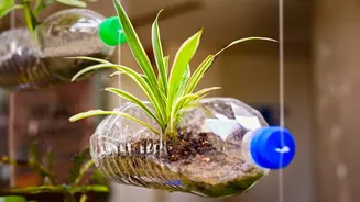 Understanding Using Vertical Space For Plants In The New Small-Space Gardening Trend