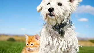 Persistent Itching Should Not Be Normalised in Dogs or Cats