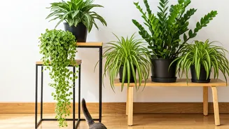 Biophilic Decor Needs Pet-Safe Plant Choices Now
