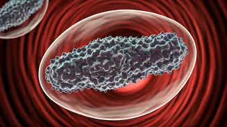 Beyond Bad Cholesterol: ApoB Test Revolutionizes Heart Disease Prevention