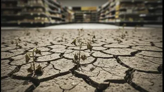 Rain Deficits Can Make Food Spending The First Climate Shock At Home