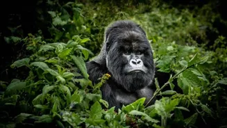 Gorilla trekking: A wildlife experience like no other