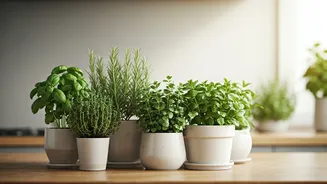 Herb Plants Are Turning Cooking Spaces Into Mood Boards