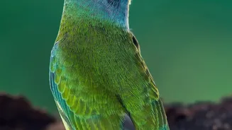 Researchers Find Common Acoustic Ingredients Across Passerine Birds