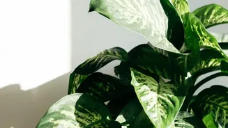 Don't Let Monsoon Humidity Harm Your Indoor Plants