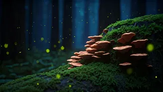 Monsoon Nights Turn Magical Across India's Forests