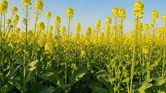Mustard's Battle: Weeds & Solutions for Indian Farmers
