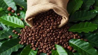 How to shop for authentic coffee beans
