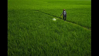 Understanding Crop Insurance Options for Farmers in India
