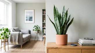 How Air-Purifying Indoor Houseplants Offer Everyday Protection Against Heavy Smog In Delhi-NCR Apartments