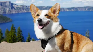 Why Travel Distance and Rest Stops Matter When Booking a Pet-Friendly Getaway