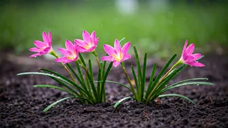 First Rains Make Rain Lilies Come Alive