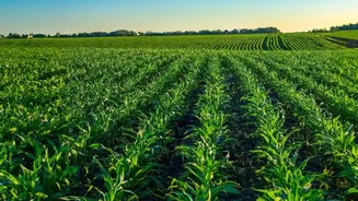 Yield Improvement Programmes Need Soil Data, Not Only Production Targets