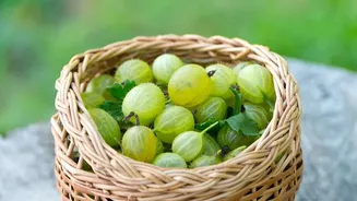Amla boosts Pratapgarh's economy