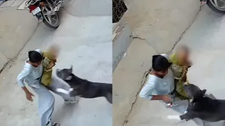 Haryana: Pit bull attacks 6-month-old girl, drags her on road