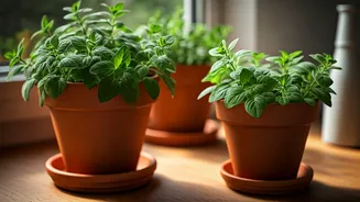 Cultivate Your Culinary Herb Garden: A Simple Guide to Growing Oregano Indoors