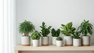 8 Calming Plants for Your Home in India