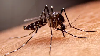 Vacina do Butantan contra a dengue é suspensa: veja o que acontece com quem já foi vacinado