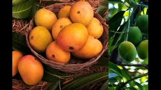 Mumbai’s Mango Season Is Here: Where Alphonso Meets Summer Dining Experiences