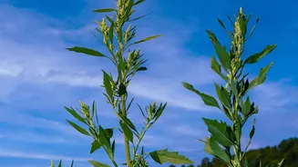 August's Heat-Humidity Balcony Test Adds New Weight To Heat-Tolerant Varieties