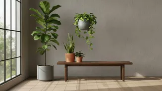 Decide Window Direction Early When Organising Houseplant Shopping