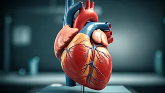 Heart Health: Risks of Calcium Accumulation