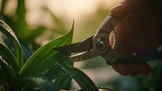 Plant Chaos Is Avoidable With Early Trims