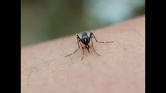 Understanding Dengue Vaccination and Prevention in India