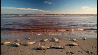How Harmful Algal Blooms Can Affect Fisheries, Tourism And Coastal Livelihoods