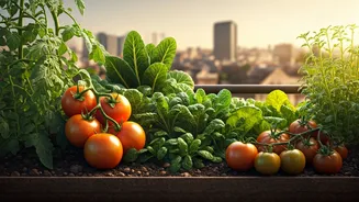 Your Terrace Veggie Patch Earns Tax Credits Across Major Cities