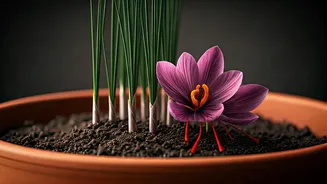 Cultivating Crimson Gold: Your Guide to Growing Saffron Indoors