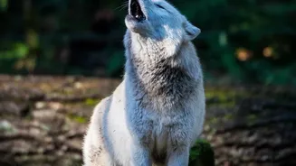 European Wolf Tourism Rises Without Guarantees of a Sighting