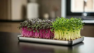 Why Apartment Dwellers Are Obsessed With Microgreens Counter Trays
