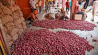 Farmers' Diwali Padwa Hopes Dashed As Onion Prices Continue Downward Slide In Nashik