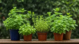 Monsoon Gardening Guide: 4 Easy Aromatic Herbs To Grow