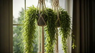 Hang Macrame Window Holders To Display Gorgeous Trailing Green Vines