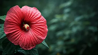 Hibiscus Loves Monsoon And Gives Big Colour