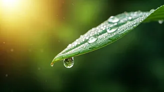 Beat the Summer Heat: Sadhguru's Simple Remedies & Expert Advice