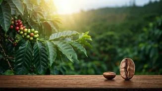 Why Coorg Coffee Plantation Retreats Are Full Vibe Now