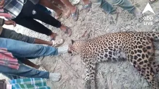 West Bengal: গ্রামবাসীদের ওপর হামলা চালিয়েছিল, পিটিয়ে মারা হল চিতাবাঘকে, চাঞ্চল্য আলিপুরদুয়ারে