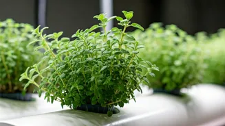 Effortless Thyme Cultivation: Your Guide to Soil-Free Indoor Growing