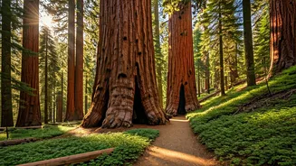 Calaveras Big Trees: Yosemite's Serene & Affordable Sierra Nevada Gem