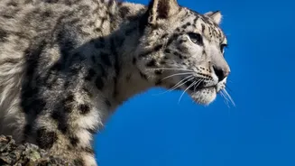 High-Altitude Safari Routes Will Cover Snow Leopard and Birding Areas