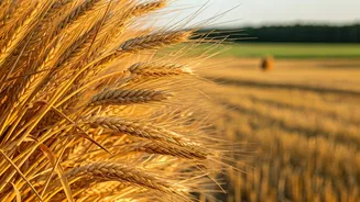 PM-KISAN: A Deep Dive into the Next Instalment