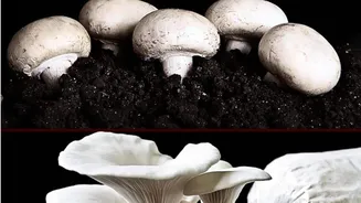 Button v/s oyster: Which mushroom is more nutritious?